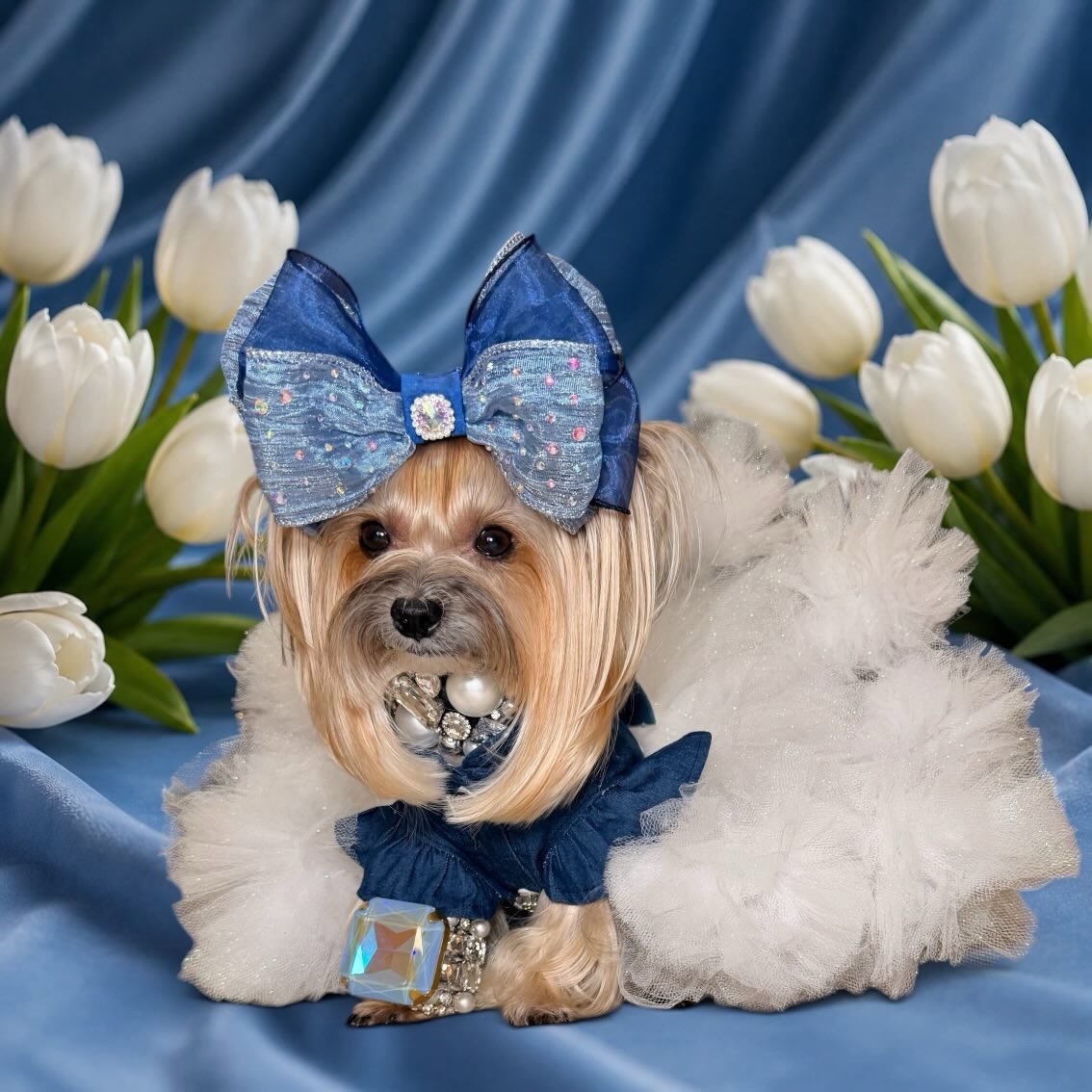 Pom Pom tutu