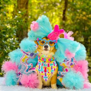 Pom pom with one ribbon tutu