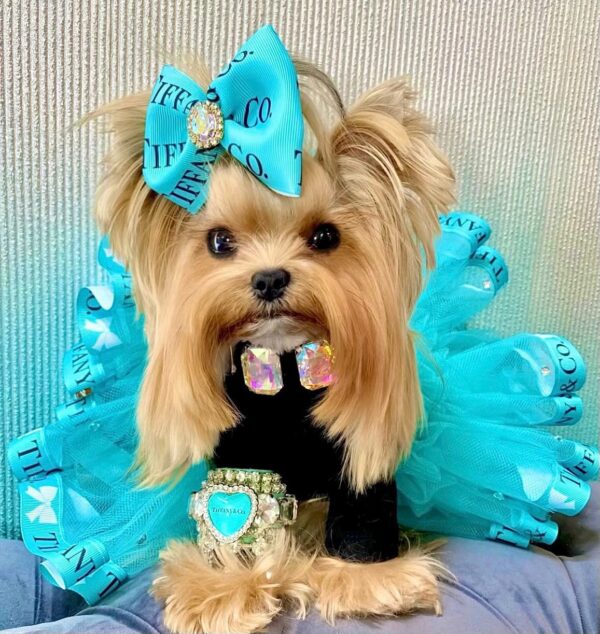 Tiffany tutu